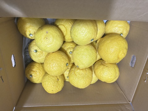 はるか  家庭用Ａ品 箱込み4.5キロ