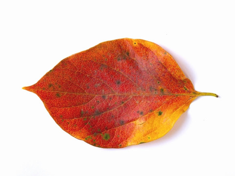 【秋の風情】自然のまま採取！色鮮やかな「紅葉した柿の葉」30枚（10枚×3）