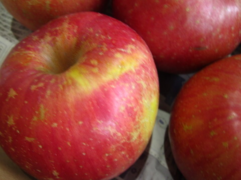 樹上完熟サンふじ 小玉 家庭用 総重量 約4.3kg前後 青森県 南部地方産 自家りんご農園生産直送品！