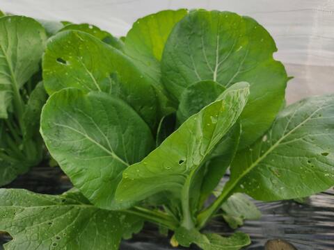 ✨旨味凝縮！少し大きめのパワフル小松菜！炒め物に最適（虫食い跡あり）農薬・化成肥料不使用✨