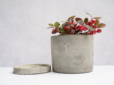 ミニ盆栽【チェッカーベリー × グレー陶器】高さ約17cm×横約19cm【夜市限定】