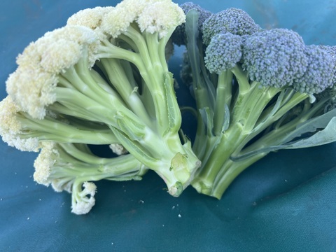 【栄養価が高い】しゅんセット(8〜10品目前後)