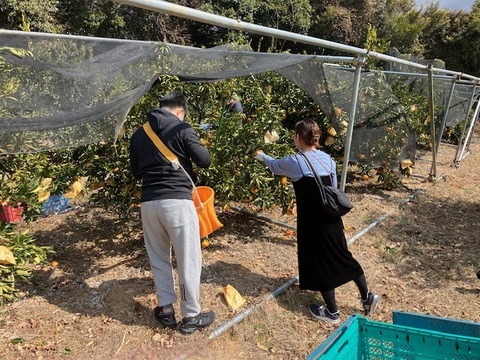 濃姫クイーン！せとか約3㎏