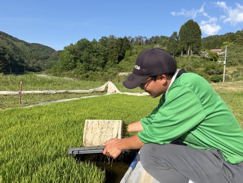 山水で作った「ゆうだい21」弥栄🎌玄米30kg-農薬・化学肥料不使用