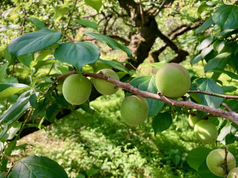 白加賀＆月世界/青梅　自然栽培　農薬、化学・動物性肥料不使用　Mサイズ以上２キロ