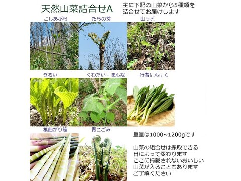 《予約受付》天然山菜5種以上詰合せA 1000~1200g以上 山形産