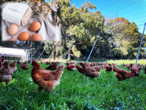 【24個入/平飼い放牧卵】自然が育んだ最高級の甘くミルキーな味わい/長崎