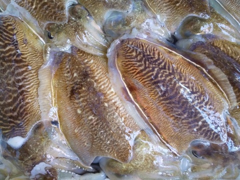 関門海峡産イカ下足処理済1kg
天ぷら、唐揚げ、アヒージョ、お好み焼など色々使え便利です♪