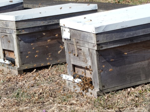 収穫当日に発送！青梅の代表格「白加賀」1kg