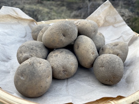 訳ありお買い得◎甘みとろける！越冬熟成ジャガイモ『きたあかり』5kg◎農薬・化学肥料不使用