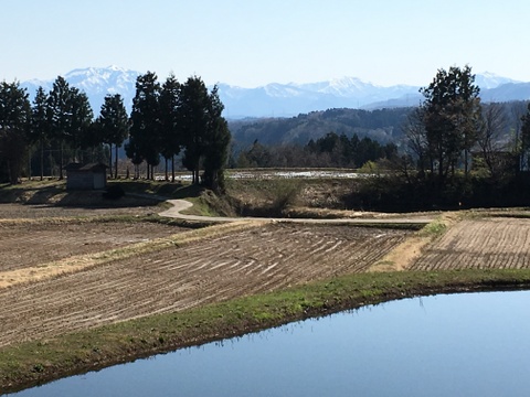 えっ？亀ノ尾？天然水で育てた「亀ノ尾」棚田米　5ｋｇ　令和4年度産米