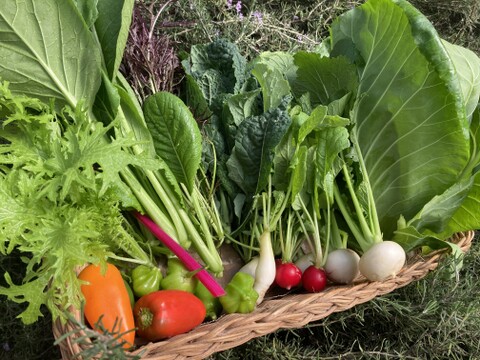 太陽の恵みをめいっぱい！季節の野菜セット【7品目】＃栽培期間中農薬・化学肥料不使用