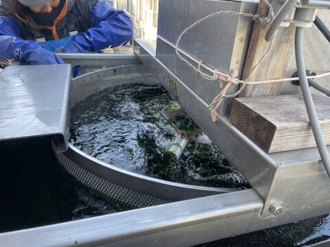 お料理好きな方に是非【2024新物】春あおさ＆佃煮チャレンジ セット