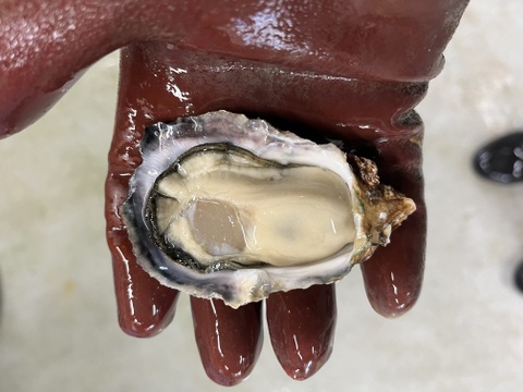 サーディンビーチオイスター　5kg （100個前後）