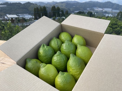 【１１月出荷開始】グリーンリスボン、香りが強い王道レモン！2キロサイズ