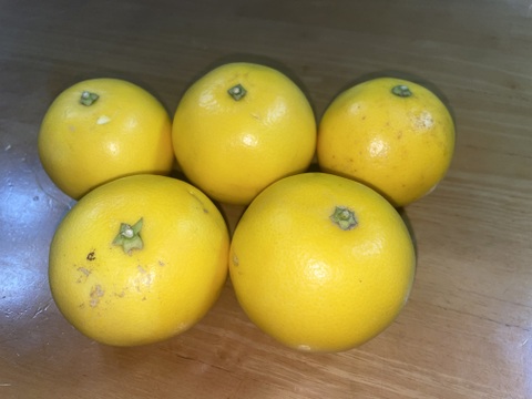 国産グレープフルーツ（Sサイズ150ｇ～200ｇ）箱込み4.8キロ以上＊小ぶりな為、生絞りジュースでお召し上がり上がりください。