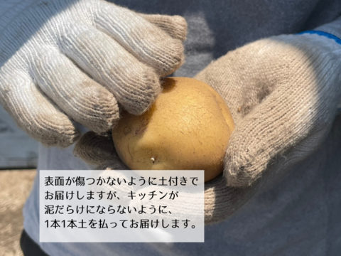 【ジャガイモ】キタアカリ２kg弱（M/Lサイズ混合お任せセット）