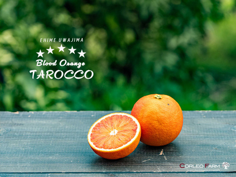 ブラッドオレンジ（タロッコ）｜濃厚な甘み、コク深い赤い果実9kg