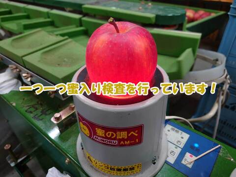 ★シャキシャキ葉とらずふじりんご10㎏(20～40玉)【特別栽培農産物】【長野県産】