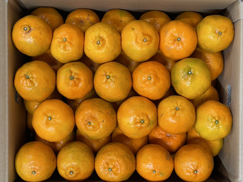 種子島産『ぽんかん』10㎏箱（家庭用/Mサイズ）
