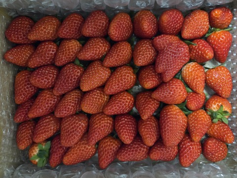 静岡県限定品種【きらぴか】1000ｇ以上　◇朝どれ完熟保証◇