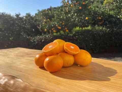 😊今が旬！ギュッと詰った甘味と程よい酸味の早生みかんサイズフリー5㎏