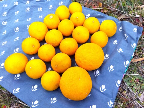 朝採りの食べ比べ☆完熟の「はるひ」と旬の「甘夏」＝3kg☆ 農薬・肥料・除草剤不使用