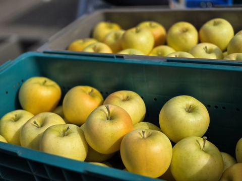 数量限定です！
シャインマスカット&旬の３種詰め合わせ
トキ▪︎ほのか▪︎紅玉　　各２玉♪