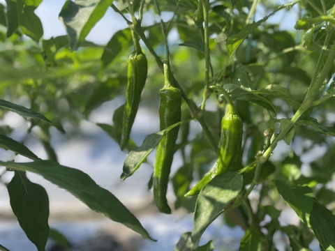 京都山城産　万願寺とうがらし　約1kg