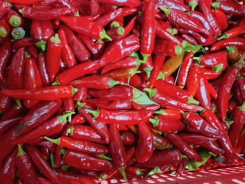 【通年農薬完全不使用】国産韓国唐辛子（赤と青混合） 500g
生ですが、乾燥まではなっていません。