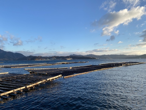 【生食用】かきむき身1kg（200g×5ｐ）　広島の海から直送♪　鮮度抜群！安心安全なこだわりの生かき