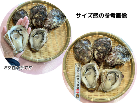 【夏ギフト】ヨコタ礁天然岩牡蠣_生食用（小８個）