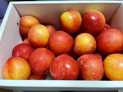 すぐ発送【濃厚食感】肉厚甘酸っぱ大石早生スモモ お試し1300g