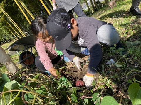 予約限定価格！ほくほく甘い【新芋】横浜産 自然栽培 綾紫10kg（S〜L混合）【9.10月配送】