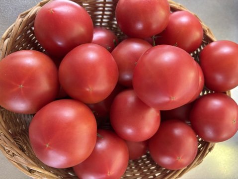 毎食トマト！バクバク食べちゃう栄ちゃんトマト　食べやすい小さめサイズ