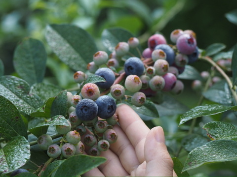 【定期便専用】３kg大粒冷凍ブルーベリー　農薬不使用「るりしずく」