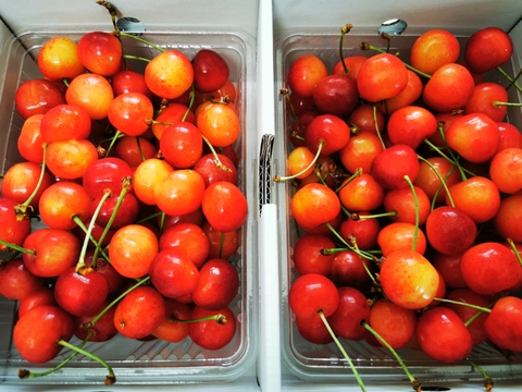 ★山形さくらんぼの産地東根市より初夏の味わい★～朝摘み～のもぎたて★さくらんぼ★佐藤錦★　ご家庭用　約１ｋｇ　ご家族でいかがですか？