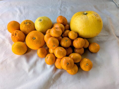 【自然栽培】【柑橘食べ比べ】　7種詰め合わせ　限定 ５ｋ 色んな味や香りを楽しめます