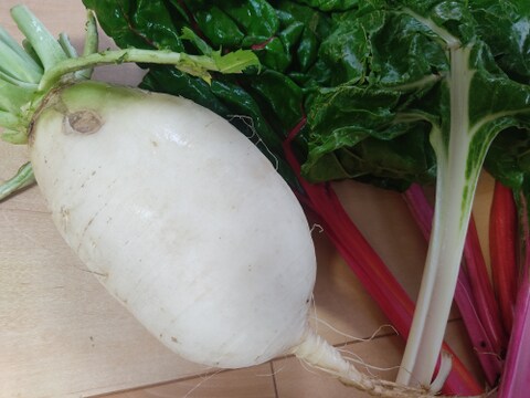 ✨【宝探しBOX】畑の「もったいない」を詰め合わせ！もったいないを美味しく救う！旬の不揃い訳あり野菜おまかせ便（Sサイズ）✨農薬・化成肥料不使用