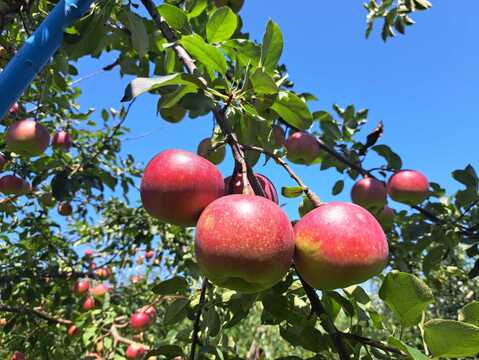 【8月上旬ころ収穫】恋空 ほんのり甘酸っぱい夏りんご 家庭用 2.5kg（7～14個）