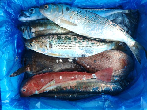箱いっぱい！深浦の天然鮮魚セット（80サイズ）【母の日ギフト】などにもどうぞ！