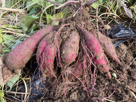 素材100%おやつ！べにはるかチップス2パック+干し柿スライス3袋、干し柿ブロック1袋セット