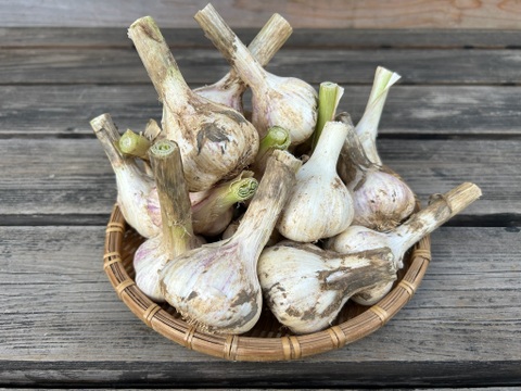 農薬/化学肥料不使用【土付き・生ニンニク】福地ホワイト六片・Mサイズ1kg　‐数量限定特価‐