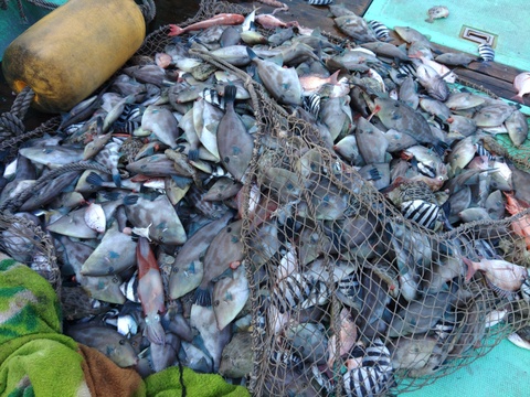 【絶品】濃厚ウマヅラハギの肝（冷凍）2パックセット【希少部位】【店舗にて人気TOP3】