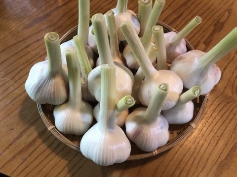 【新にんにく】１㎏ あま～いホクホク！有機、農薬不使用、阿蘇の水で育ちました。