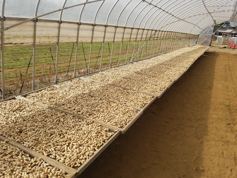 【令和7年産新物始まりました！】【食べきりサイズ】千葉県産落花生『Qなっつ』135g×4P 【冬ギフト】