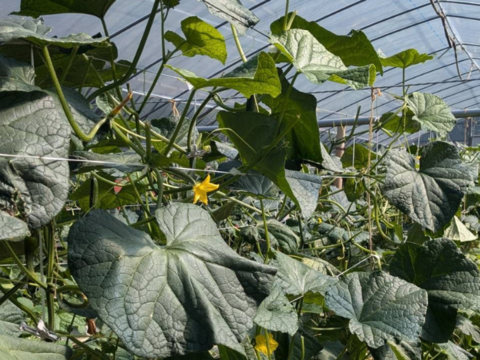 野菜イヤイヤ卒業！？　げんきゅうり　2.2㎏（20本程度）　子どもがパクパク！朝採れトゲシャキおかっぱ農園直送