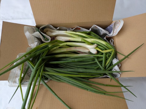 甘さと辛さの絶妙なバランス！『九州博多』のワケギ