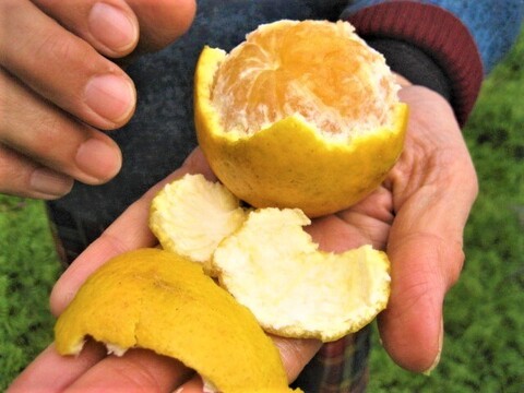 【福袋】1kgの朝採りはるひ　と　 特大2瓶の煮え立てマーマレード(甘夏・ダイダイ)