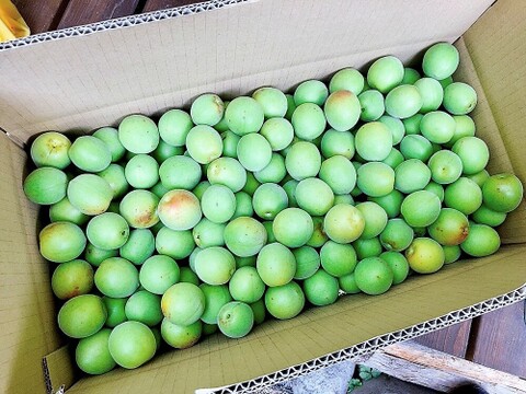 白加賀/青梅　自然栽培　農薬不使用、化学・動物性肥料不使用　☆Ｌサイズ以上２キロ